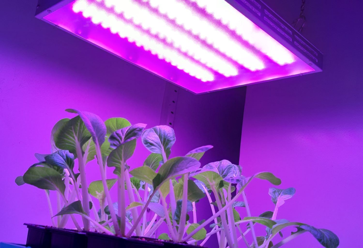 Sundrops: Self-driving Hydroponic System – Linv – International 